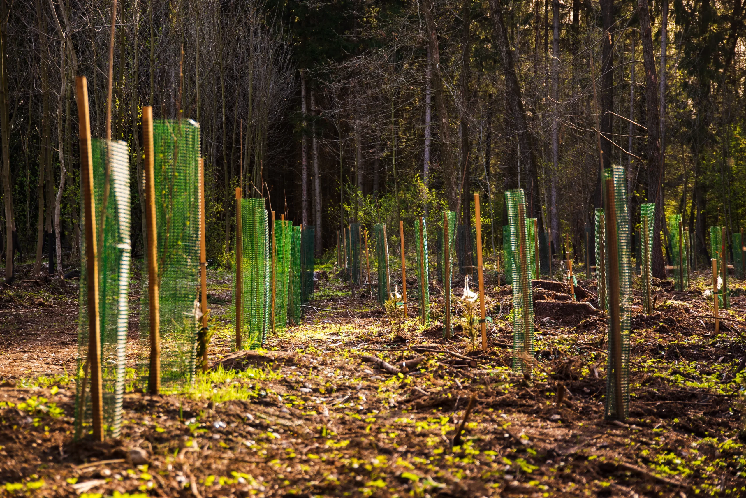 FSC- och PEFC-certifierat trä